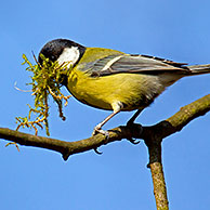 Great tit (Parus major) collecting nesting material in beak for nest building in spring