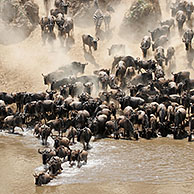 Wildebeest (Connochaetes taurinus) crossing the Mara River during migration, Masai Mara National Reserve, Kenya, Africa