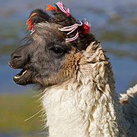 Llama (Lama glama) with ear tassels on shoreline of salt lake Laguna Colorada on the Altiplano, Bolivia