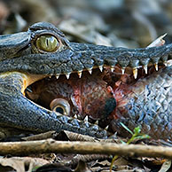 Spectacled caiman (Caiman crocodilus) with fish, Carara NP, Costa Rica