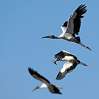 American wood storks (Mycteria americana) flying, Palo Verde NP, Costa Rica