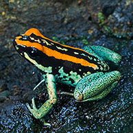 Golfo Dulcean poison dart frog (Phyllobates vittatus) on wet rock, Costa Rica