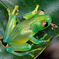 Grainy Cochran Frog / Granular Glass Frog (Cochranella granulosa), Costa Rica