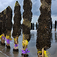 Mussel culture / farming on the beach of Cap Gris Nez, Côte d'Opale, France