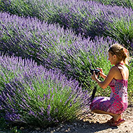 Tourist photographing lavender field (Lavendula sp.) in the Provence, France