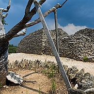 Twisted almond in the restored village Les Bories with its traditional stone Gallic huts, Gordes, Provence, France