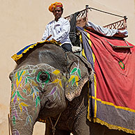 Mahout riding decorated Indian elephant for transporting tourists at Amer Fort / Amber Fort near Jaipur, Rajasthan, India