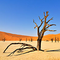 Dead Acacia erioloba trees in Deadvlei / Dead Vlei, a white clay pan in the Namib-Naukluft National Park, Namibia 