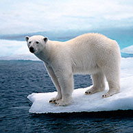 Polar bear (Ursus maritimus) jumping from ica floe to ice floe, Svalbard, Norway